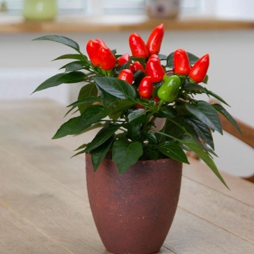 Перец летний (Capsicum annuum)