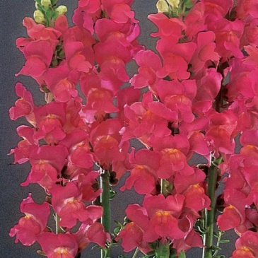 Львиный зев (Антирринум) большой (Antirrhinum majus)