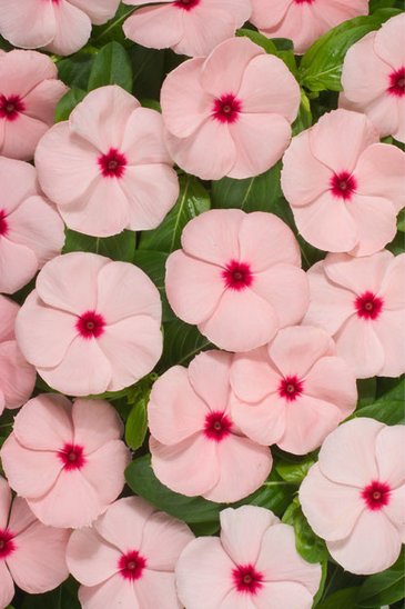 Катарантус розовый (Vinca rosea)