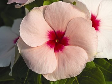 Катарантус розовый (Vinca rosea)