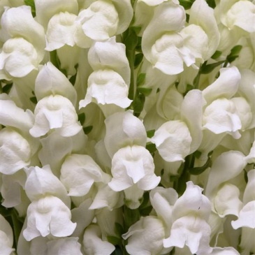 Львиный зев (Антирринум) большой (Antirrhinum majus)