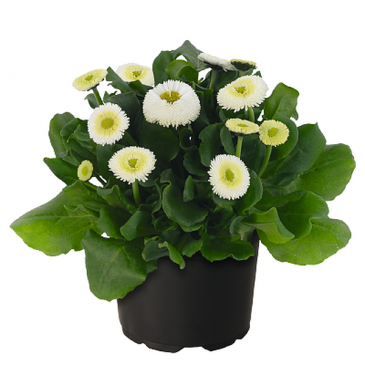 Маргаритка многолетняя (Bellis perennis)