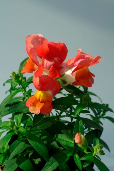 Львиный зев (Антирринум) большой (Antirrhinum majus)