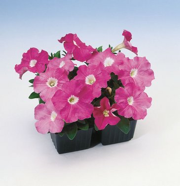 Петуния многоцветковая (Petunia multiflora)