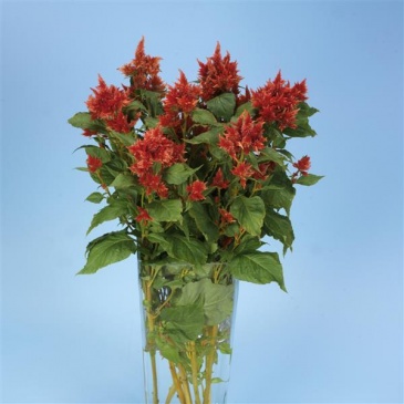 Целозия колосистая (перистая) (Celosia spicata)