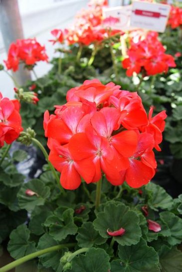 Герань (пеларгония садовая) генетически компактная (Pelargonium x hortorum)