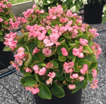 Бегония вечноцветущая махровая (зеленая листва) (Begonia semperflorens)