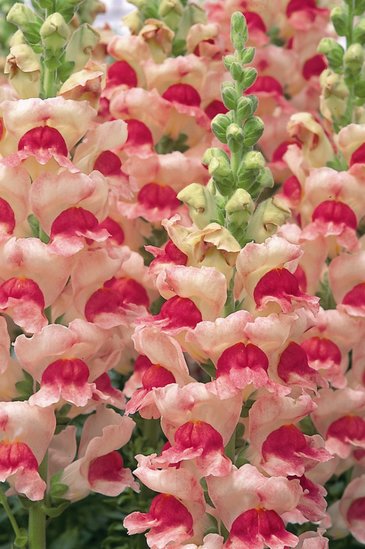 Львиный зев (Антирринум) большой (Antirrhinum majus)