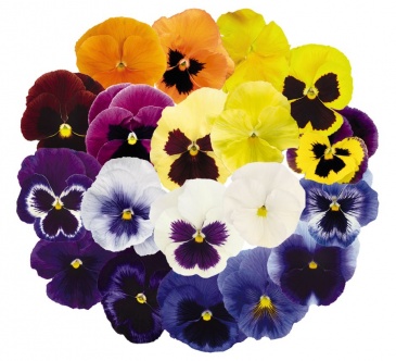 Виола виттрока (Viola wittrockiana)