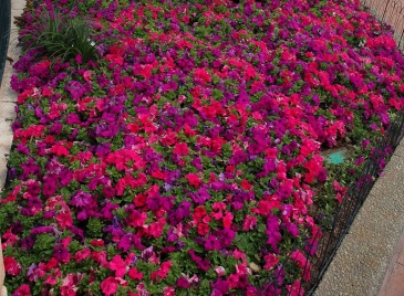 Петуния крупноцветковая (генетически компактная) (Petunia grandiflora)