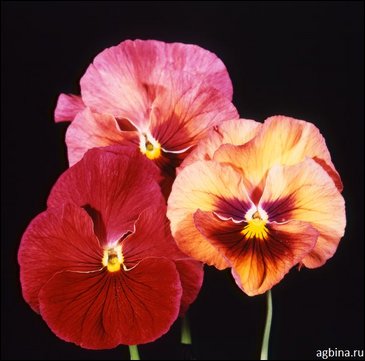 Виола Виттрока (Viola wittrockiana)