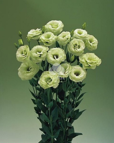 Лизиантус (Эустома) крупноцветковый (Lisianthus grandiflorum)