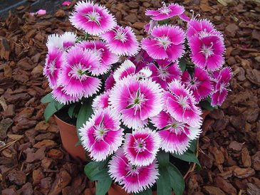 Гвоздика гибридная (Dianthus interspecific)