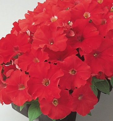 Петуния многоцветковая (Petunia multiflora)