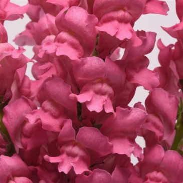 Львиный зев (Антирринум) большой (Antirrhinum majus)