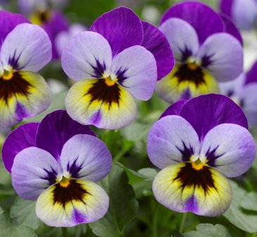 Виола рогатая (Viola cornuta)