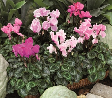 Цикламен персидский (Cyclamen persicum)