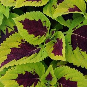 Колеус гибридный (Coleus х hybrida)