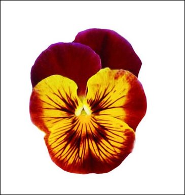 Виола гибридная (Viola wittrockiana x cornuta)