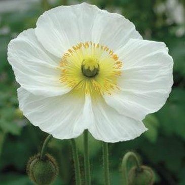 Мак голостебельный (Papaver nudicaule)