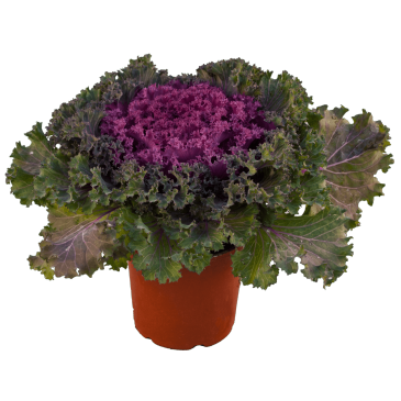 Декоративная капуста (Brassica oleracea)