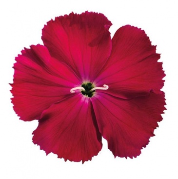 Гвоздика китайская (Dianthus chinensis)