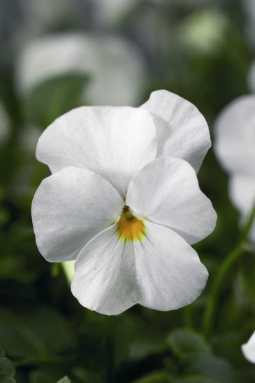 Виола рогатая (Viola cornuta)