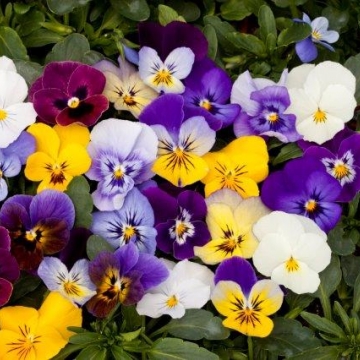 Виола рогатая (Viola cornuta)