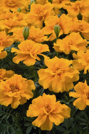 Бархатцы отклоненные (Tagetes patula)
