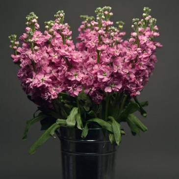 Левкой седой (Matthiola incana) Левкой седой (Matthiola incana)