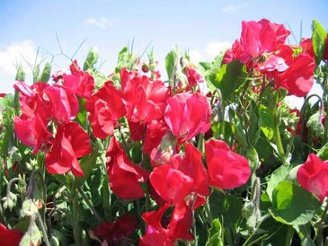 Горошек душистый (Lathyrus odoratus)