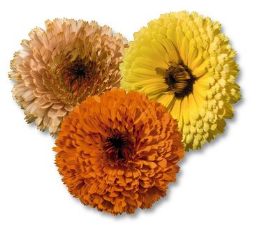 Календула лекарственная (Calendula officinalis)