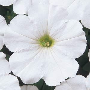 Петуния многоцветковая (Petunia multiflora)