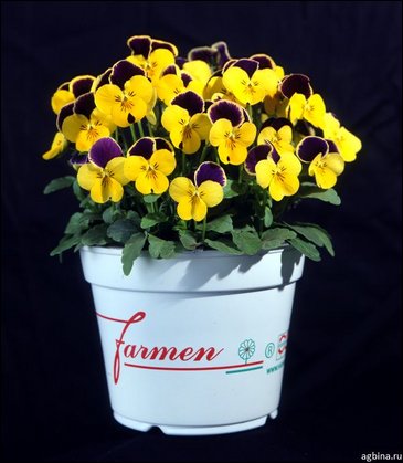 Виола рогатая (Viola cornuta)