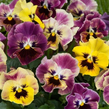 Виола виттрока махровая (Viola wittrockiana)