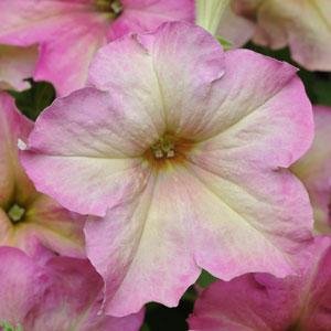 Петуния крупноцветковая (Petunia grandiflora)