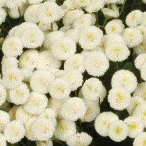 Пиретрум девичий (Tanacetum parthenium) Пиретрум девичий (Tanacetum parthenium)
