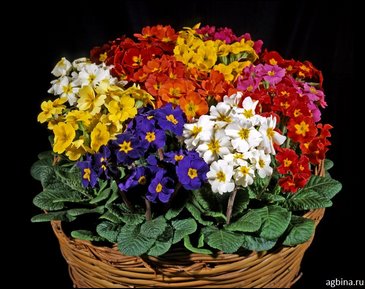 Примула полиантовая (многоцветковая) (Primula polyanthus)