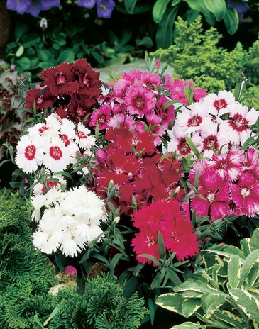 Гвоздика китайская (Dianthus chinensis)