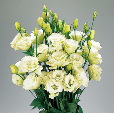 Лизиантус (Эустома) крупноцветковый (Lisianthus grandiflorum)