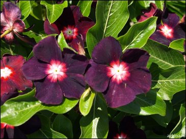 Катарантус розовый (Vinca rosea)