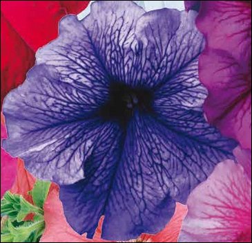 Петуния крупноцветковая (Petunia grandiflora)