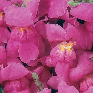 Львиный зев (Антирринум) большой (Antirrhinum majus)