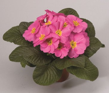 Примула бесстебельная (Primula acaulis)