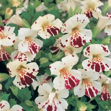 Губастик гибридный (Mimulus x hybrida)
