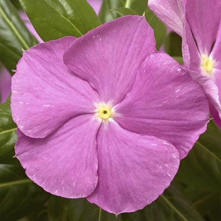 Катарантус розовый ампельный (Vinca rosea)