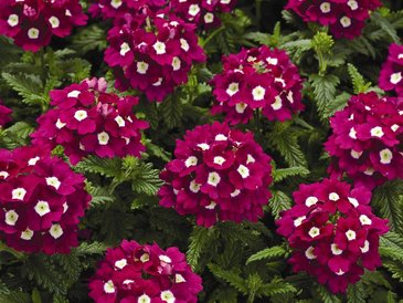 Вербена гибридная (Verbena hybrida)