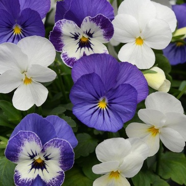 Виола рогатая (Viola cornuta)