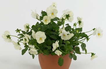 Виола виттрока ампельная (Viola wittrockiana)