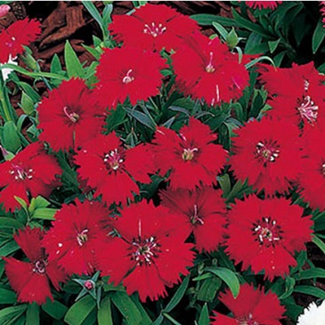 Гвоздика китайская (Dianthus chinensis)